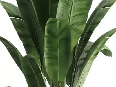 Large Banana Plant 3D Model Realistic Tropical Greenery Low-poly 3D model