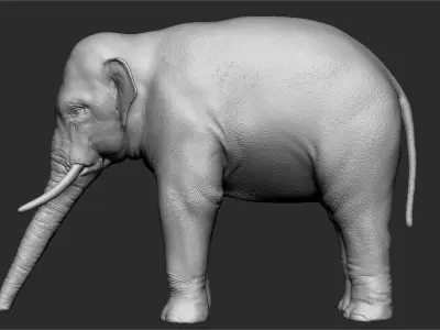 Asian Elephant Sculpt 3D model