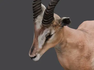 Goat Animated 3D Model  Low-poly 3D model