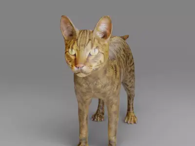 Cat Grey NO Rigged in Blender  Low-poly 3D model