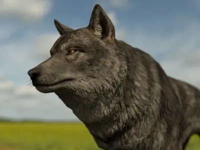 the wolf 13 animated Low-poly 3D model