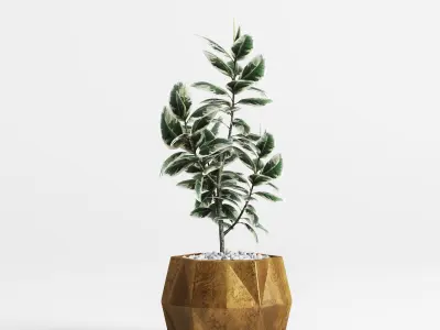Plants and Planters 8 Ficus Elastica Variegata 3D model