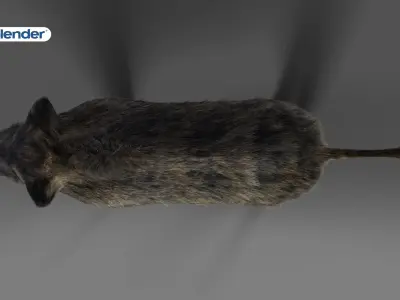 Fur Wild Boar Rigged in Blender Low-poly 3D model