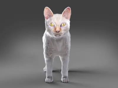 White fur cat No Rigged Low-poly 3D model