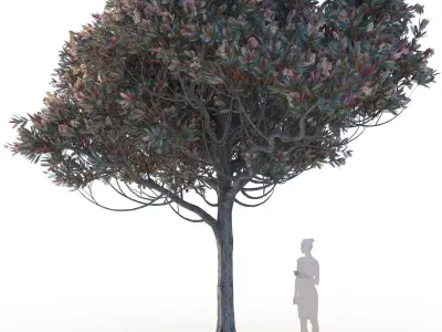 Bronze loquat eriobotrya deflexa mature 3D model