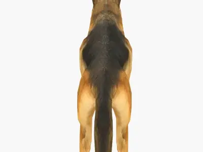 German Shepherd Low-poly 3D model