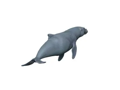 Sea Lion Low-poly 3D model