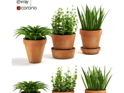 Terracotta Pots Plants 3D model