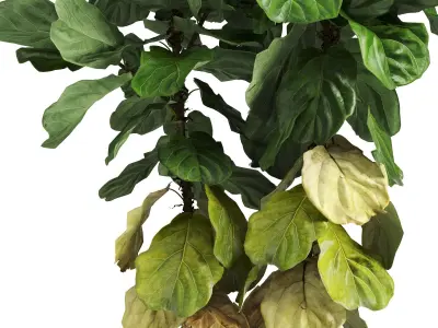 Ficus Lyrata In Concrete Pots 3D model
