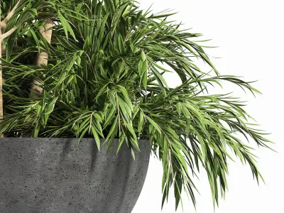 Indoor Plant Set 13 Palm in Plant  3D model