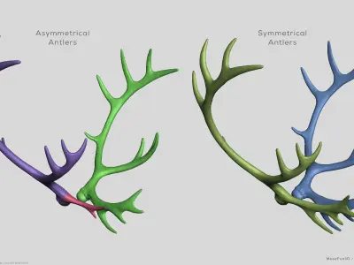 Reindeer Antlers 3D model