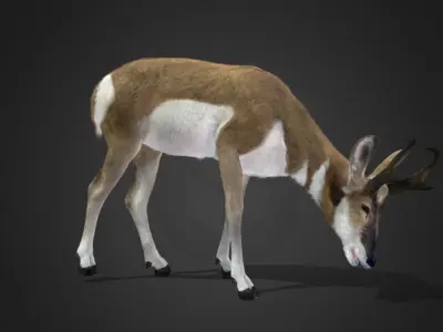 Pronghorn Antelope Animated 3D model