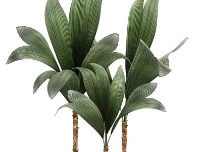 Cocos nucifera palm for the interior in white pot 679 3D model