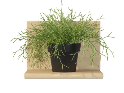 Rhipsalis baccifera 01 3D model