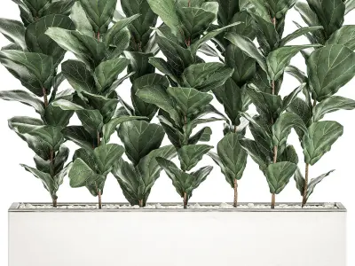 Decorative Ficus tree in a white flowerpot 514 3D model