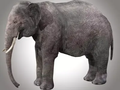 Asian Elephant Rig 3D model