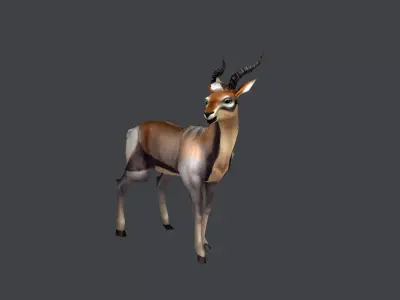 Animated Gazelle Antelope Springbok Low-poly 3D model