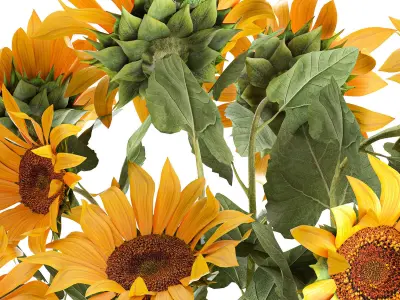Sunflowers in a flowerpot 1021 3D model