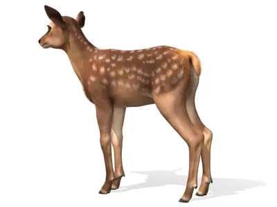 Red Deer Calf Low-poly 3D model