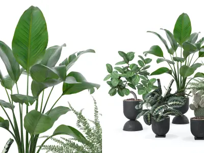 Plants collection 124 3D model