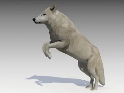 Arctic wolf Low-poly 3D model