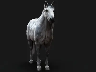Horse Dapple Grey RIG  XGEN 3D model