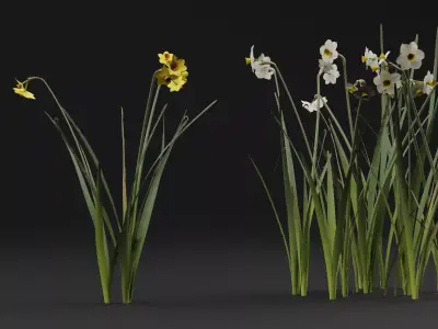 Jonquil Plant 3D model