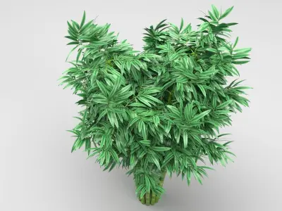 Bamboo plant 3D model
