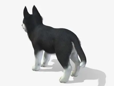 Puppy - Husky Low-poly 3D model