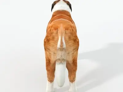 Saint Bernard Low-poly 3D model