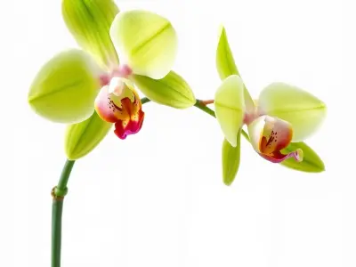 Orchid Flower D Model Pack with PBR Textures Low-poly 3D model