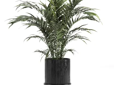 Indoor Collection plant 018 3D model