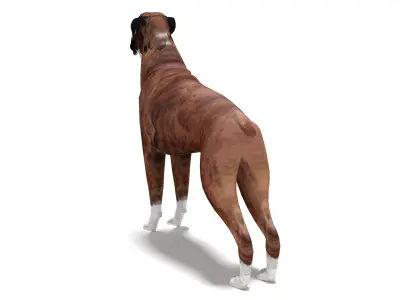 Boxer Dog 4K 3D model
