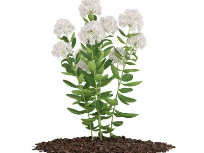 Flowering Sedum Plant Sedum sarmentosum 3D model