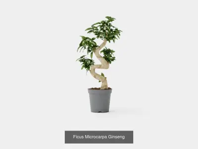 Collection of Ficus Houseplant - 4 Models