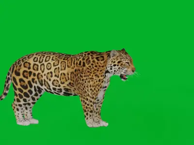 Jaguar Low-poly 3D model purchase