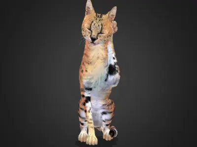 Serval - Cat Realistic Animated 3D model