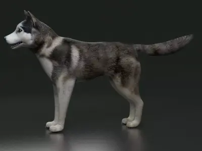 husky dog terrier Pet Dog arctic Labrador 3D model