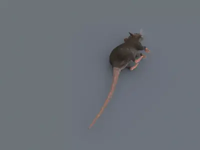 Top Rat - 8k - 3d animated mouse 3D model