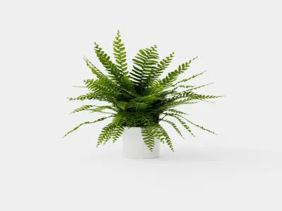 Nephrolepis ex Green Lady Low-poly 3D model
