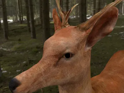 low poly deer rigged  Low-poly 3D model