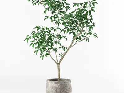 Small tree in pot 3D model
