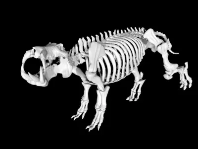 Hippo skeleton Low-poly 3D model