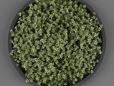 Vertical garden collection of 10