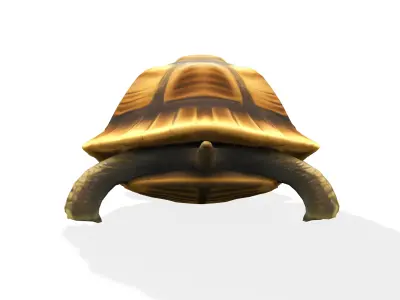 Stylized Tortoise 3D model