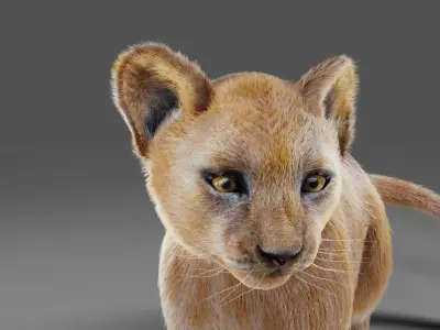 Fur Baby Lion Rigged in Blender  Low-poly 3D model