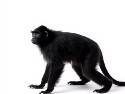 Elegant Black Monkey model pack Low-poly 3D model