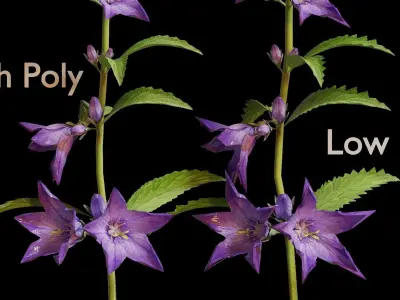 Campanula Perennial bell flower 3D model