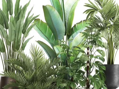 Houseplants in a flowerpot for the interior 1031 3D model