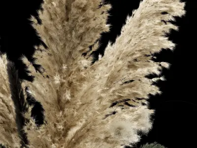  Bouquet04 dry pampas and grass 3D model